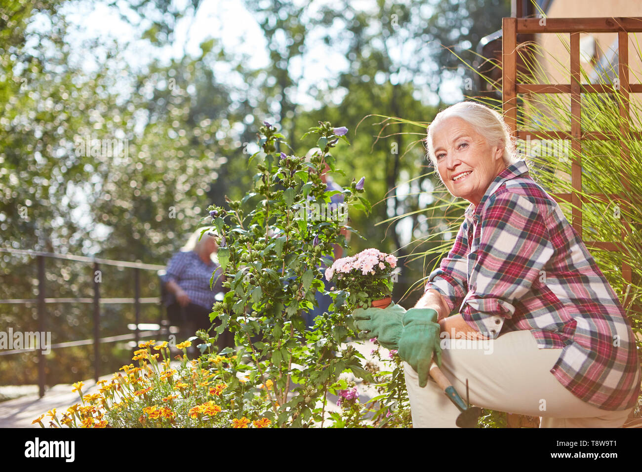 Senior woman in the summer on the terrace planting flowers Stock Photo ...