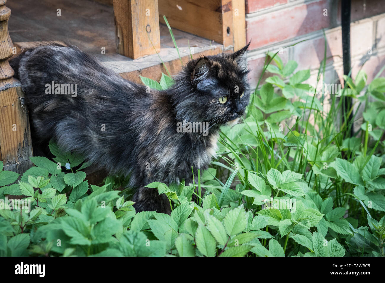 Cute young cat in green grass Stock Photo - Alamy
