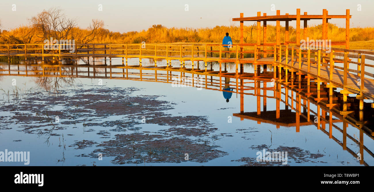 Reserva Natural del Humedal de Azraq. Jordania, Oriente Medio Stock
