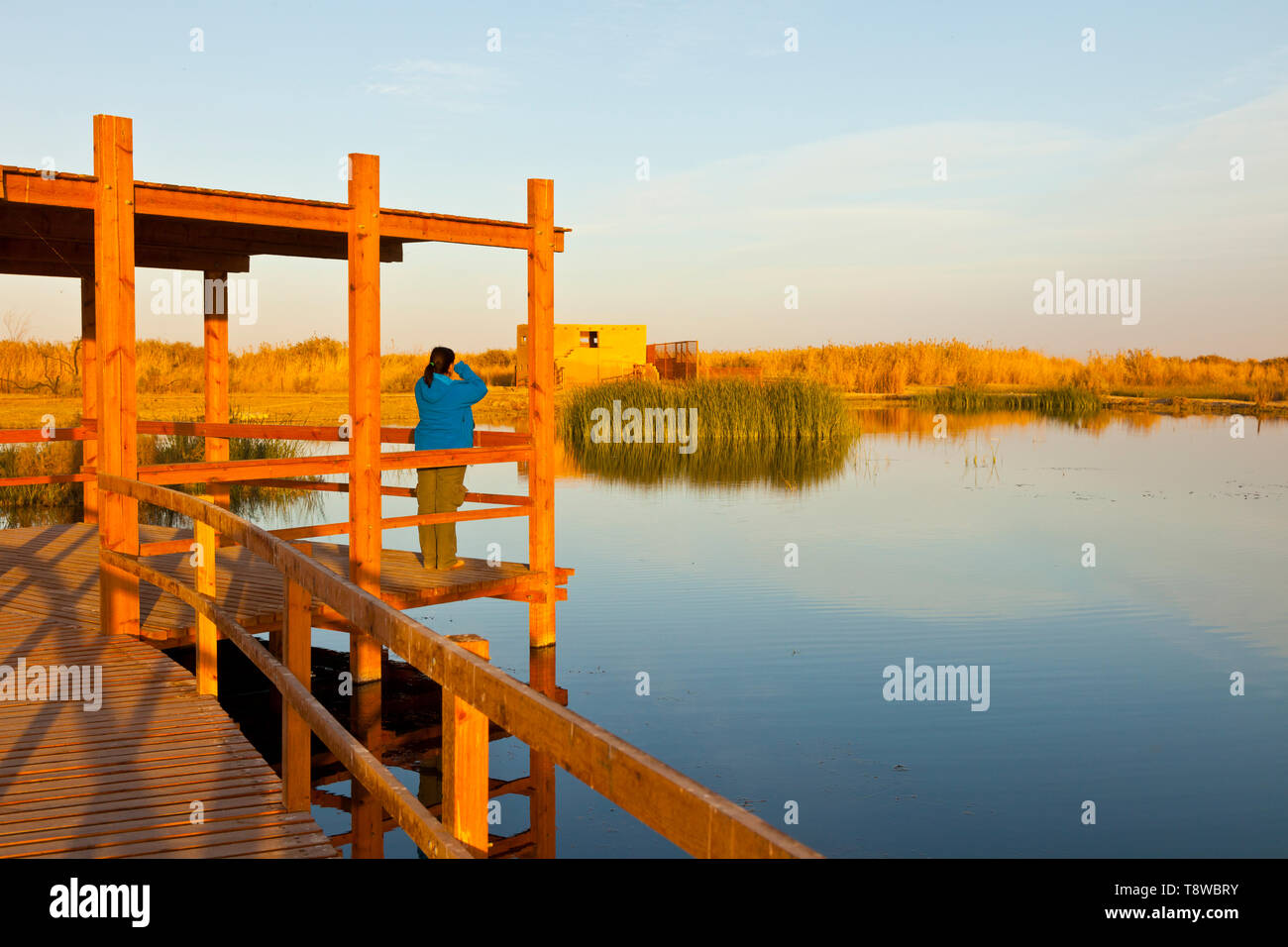 Reserva Natural del Humedal de Azraq. Jordania, Oriente Medio Stock
