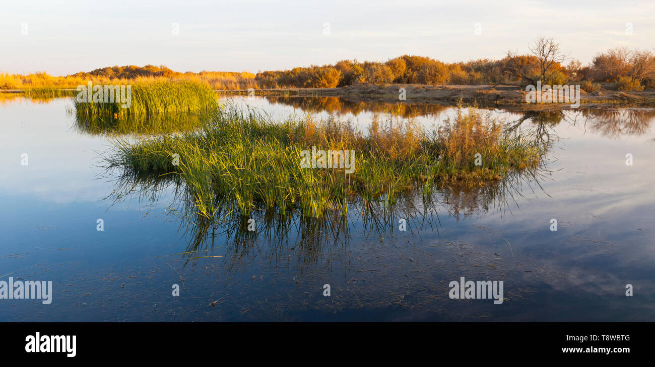 Reserva Natural del Humedal de Azraq. Jordania, Oriente Medio Stock