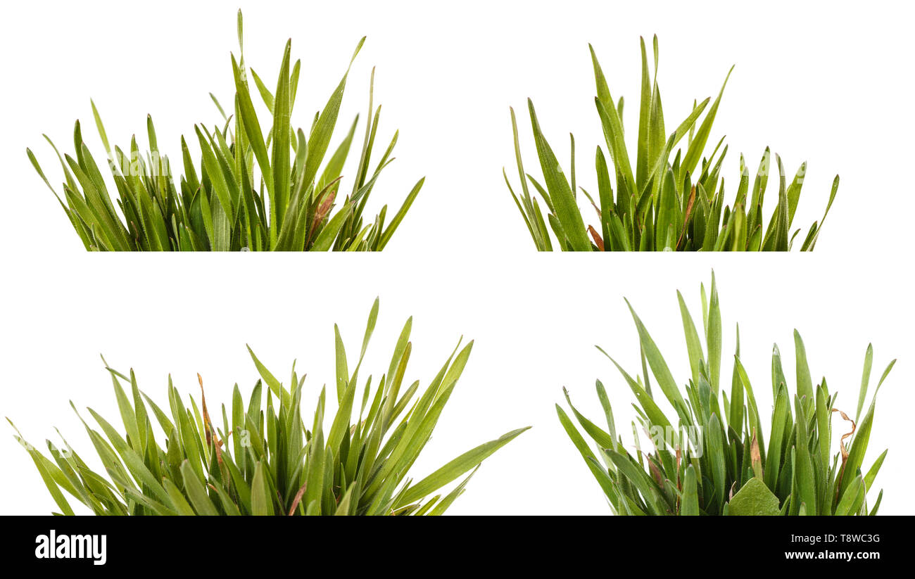 Green grass set hi-res stock photography and images - Alamy