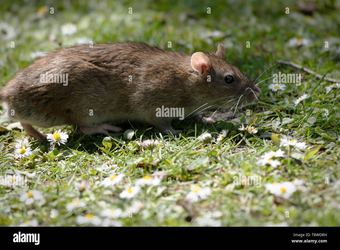 This brown rat was feeding on the scraps of bread that the locals had thrown for the ducks. Wilderness Porthcawl UK Stock Photo