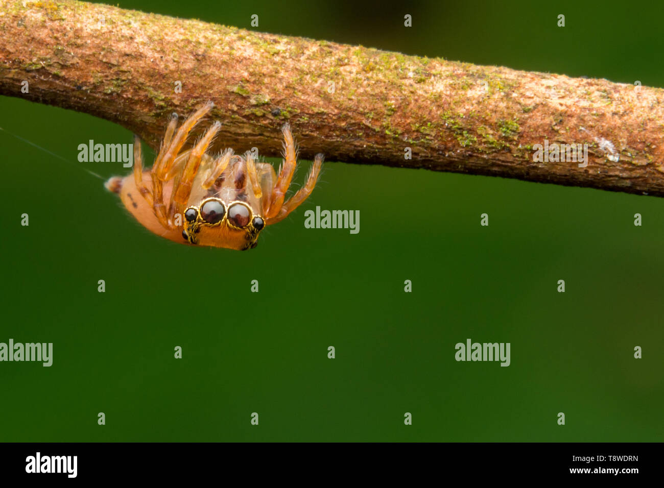 one little orange jumping spider Stock Photo