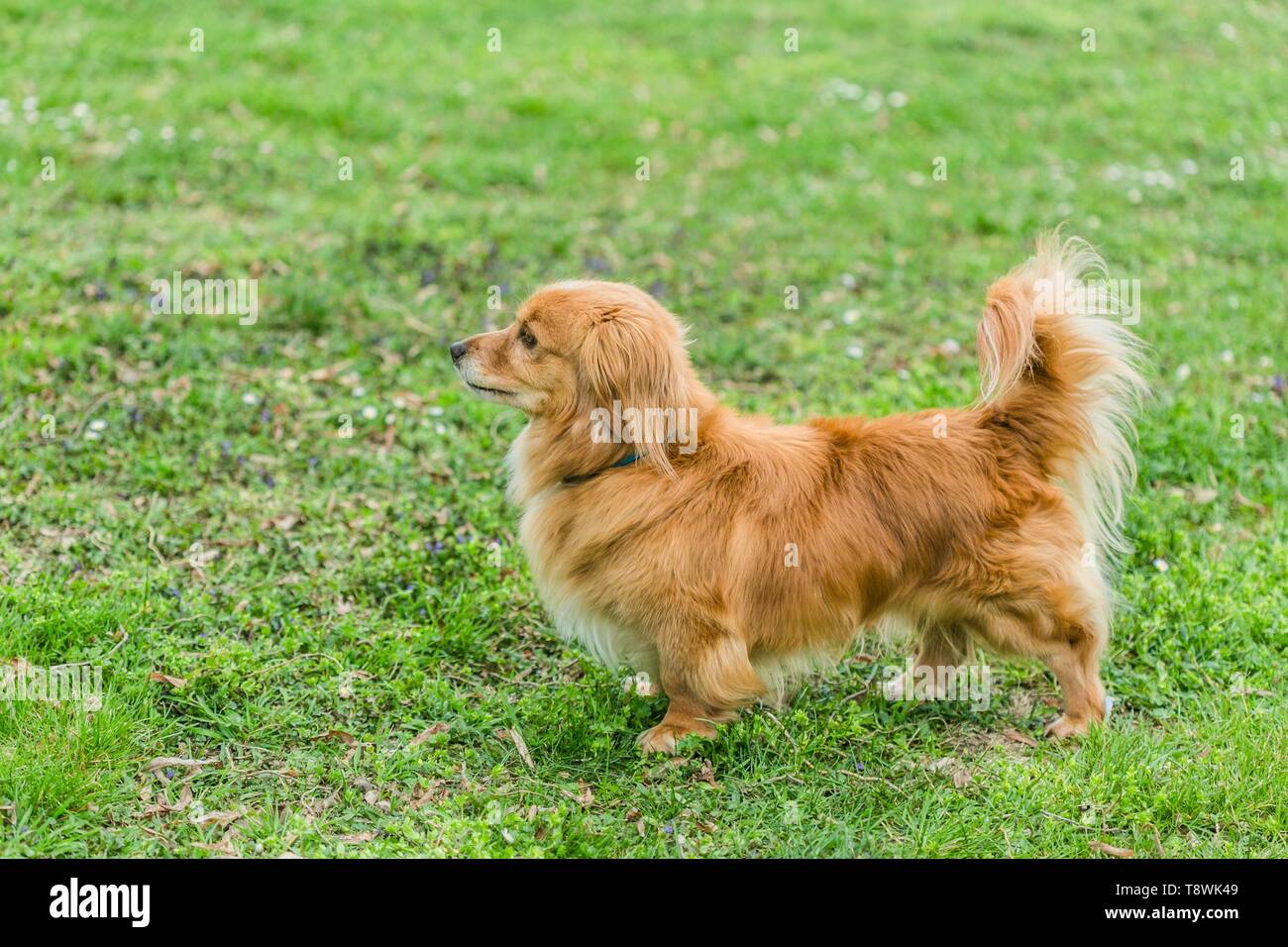 Dog with short legs hi-res stock photography and images - Alamy