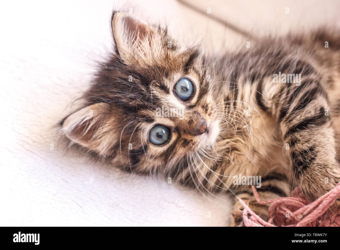 Beautiful fluffy tabby kitten with a big blue eyes Stock Photo - Alamy
