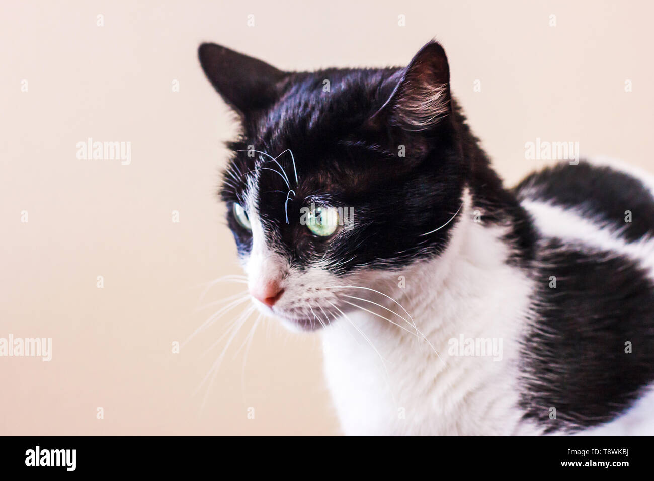 Black and white cat with a big green eyes looks away Stock Photo - Alamy