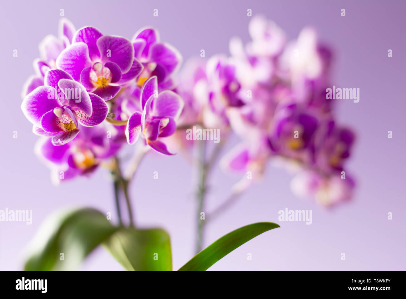 Beautiful purple orchid hi-res stock photography and images - Alamy