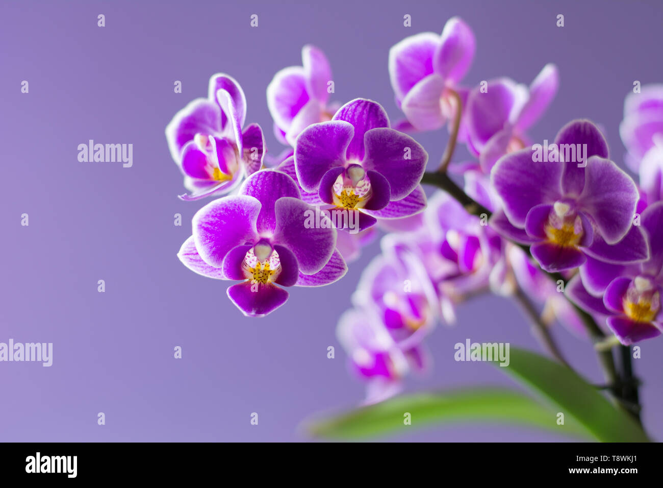 purple orchid flower meaning