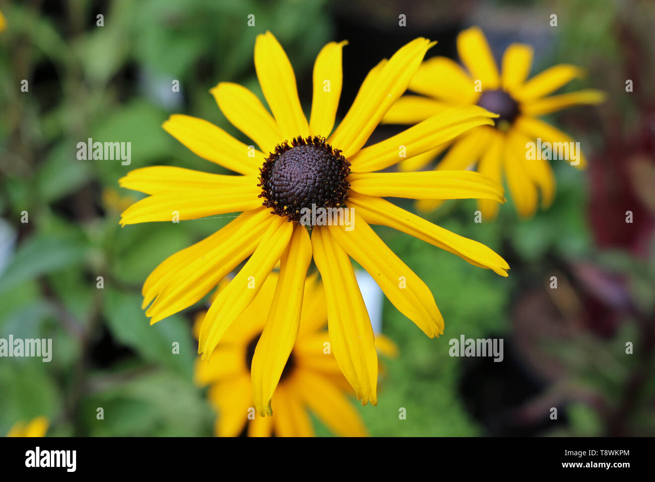 Bright yellow Rudbeckia flower with black centre and other flowers