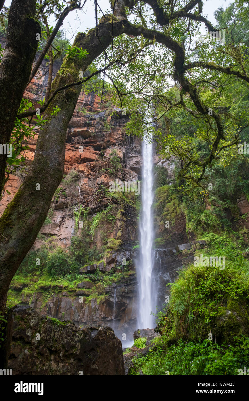 Lone Creek Falls, dramatic waterfalls in forested area in the Blyde