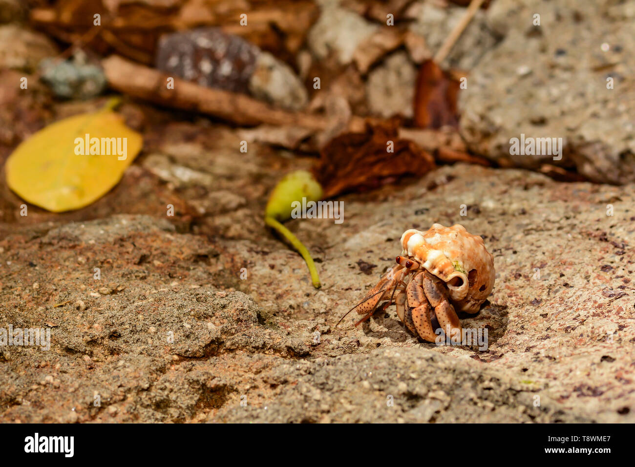 Caribbean Land Hermit Crab (Coenobita clypeatus) Stock Photo
