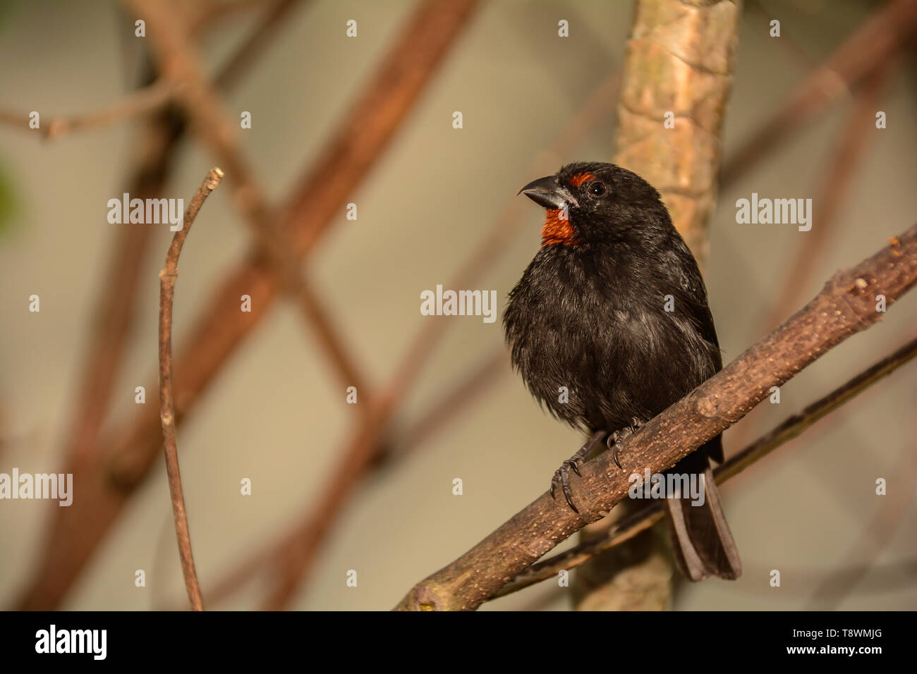 Lesser Antillean Bullfinch (Loxigilla noctis) Stock Photo