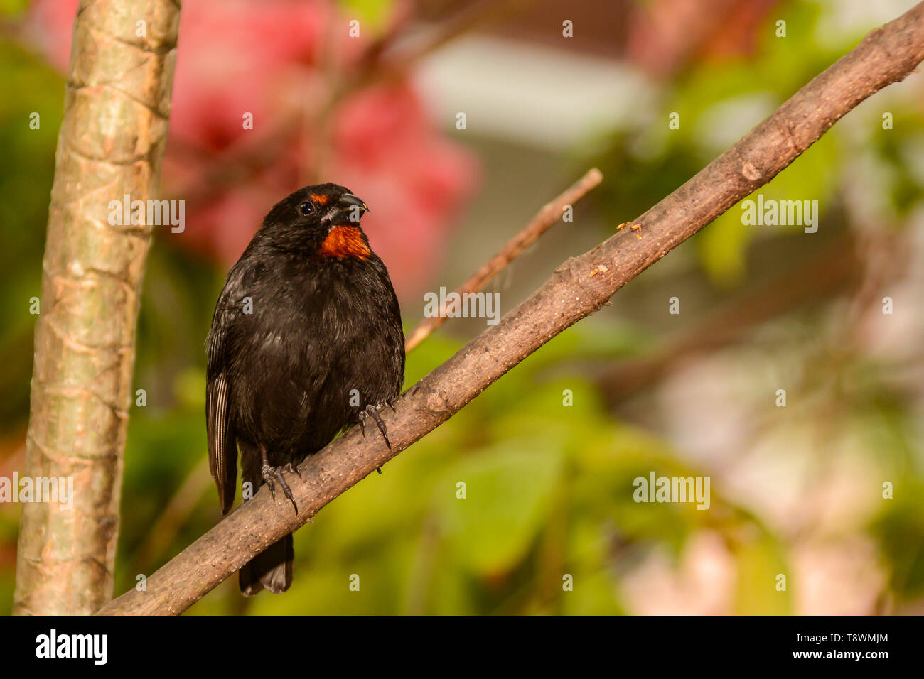 Lesser Antillean Bullfinch (Loxigilla noctis) Stock Photo