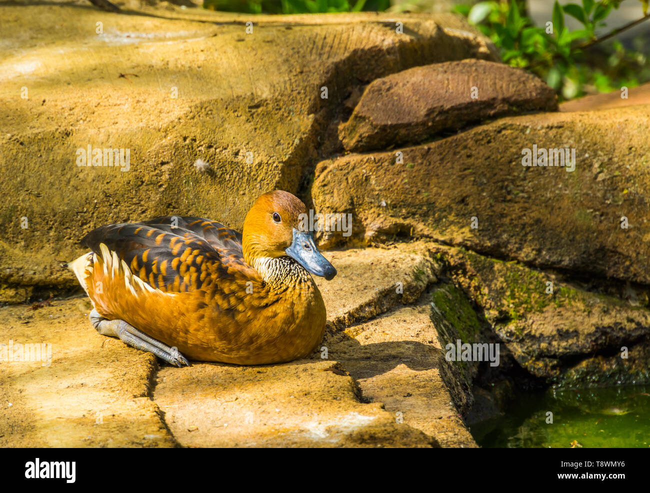 fulvous tree duck sitting on a rock at the waterside, tropical bird specie from America and Africa Stock Photo