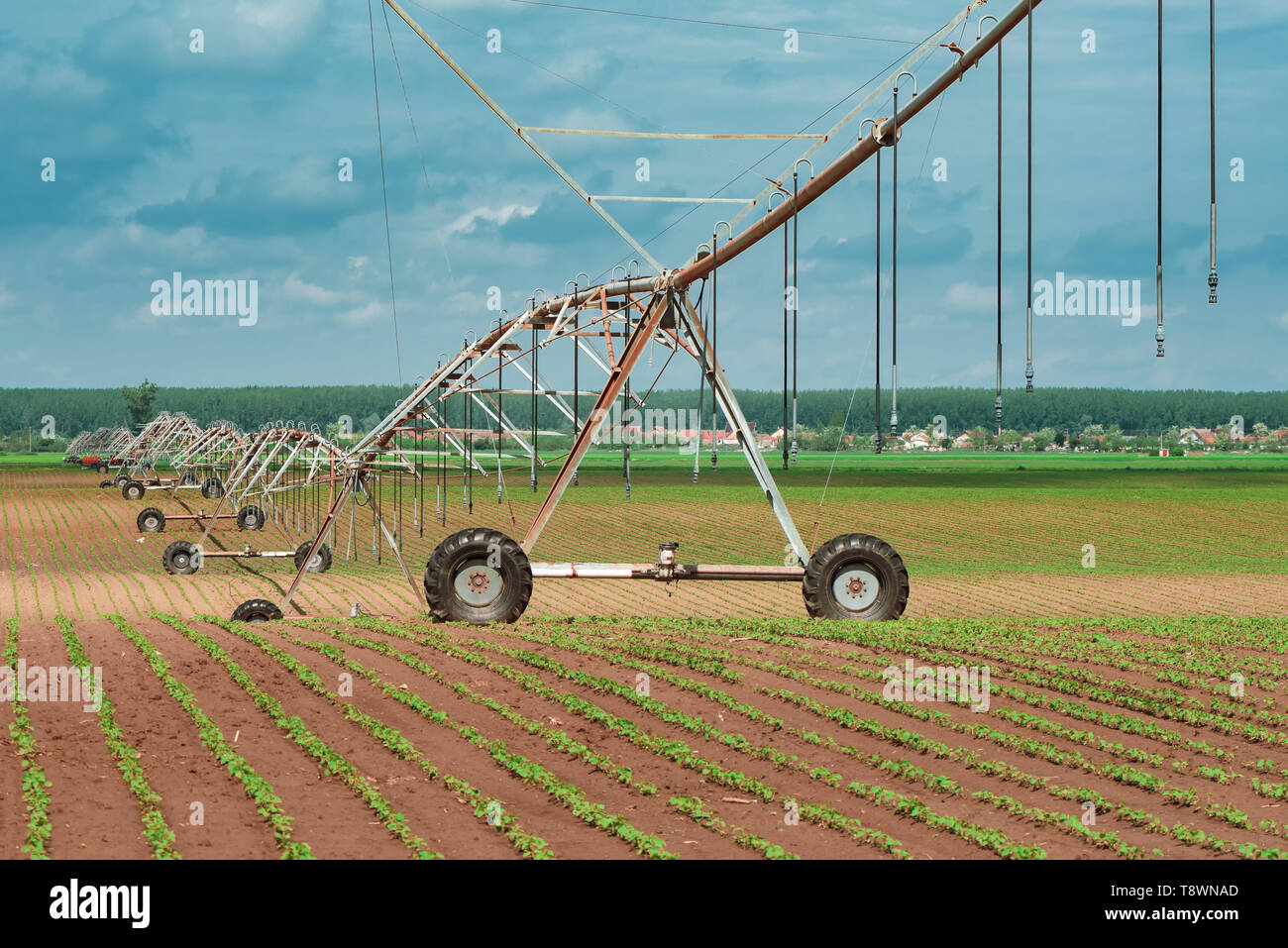 Pivot irrigation system in cultivated soybean and corn field, agricultural equipment for watering crops Stock Photo