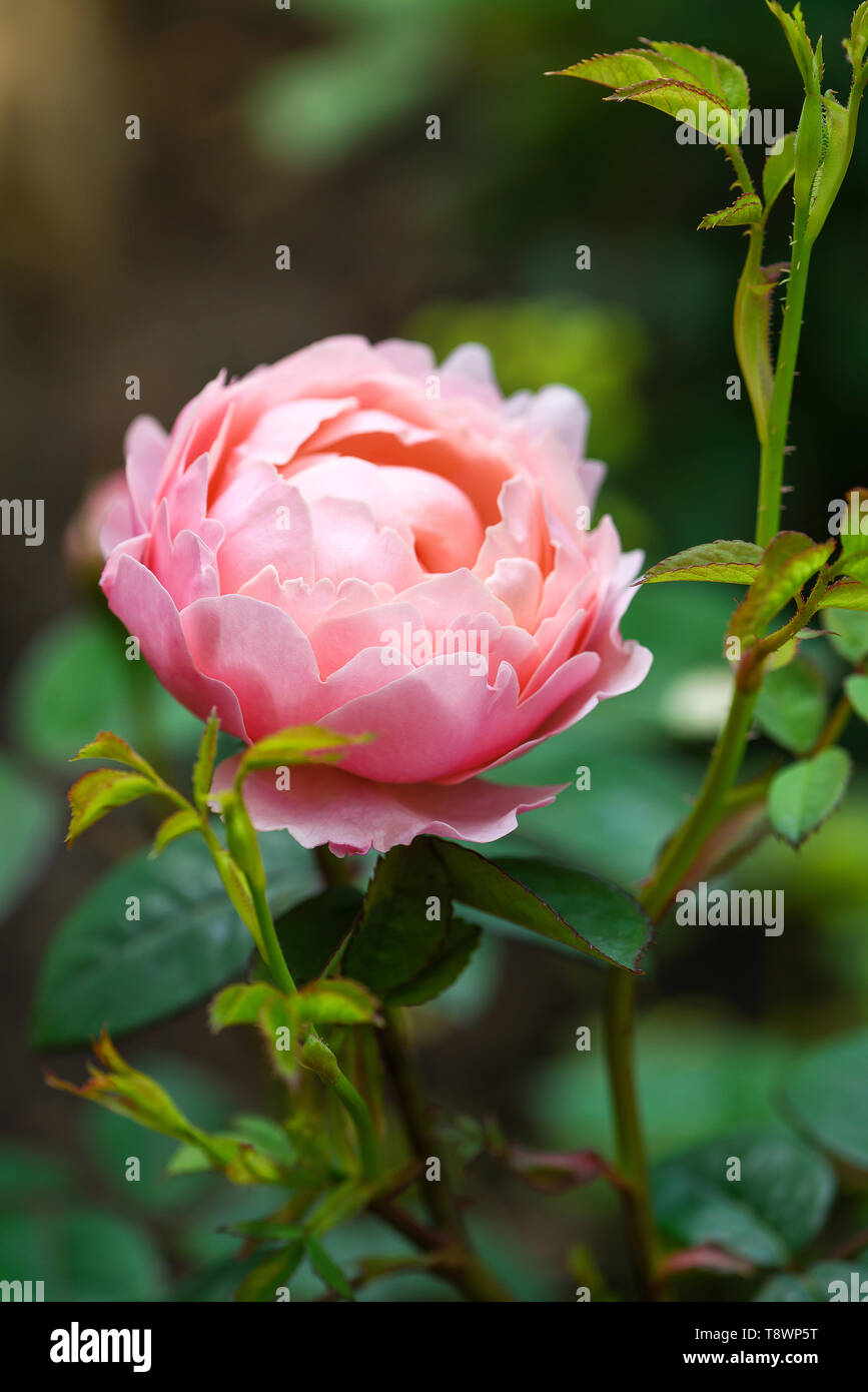 Blooming english rose in the garden on a sunny day. Nature background. Shallow depth of field. Stock Photo