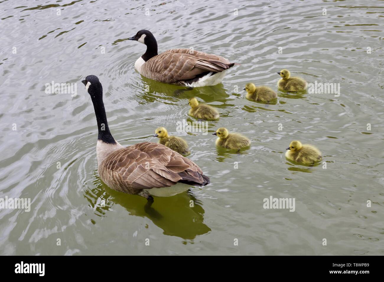 Two geese and five goslings swimming in calm water Stock Photo