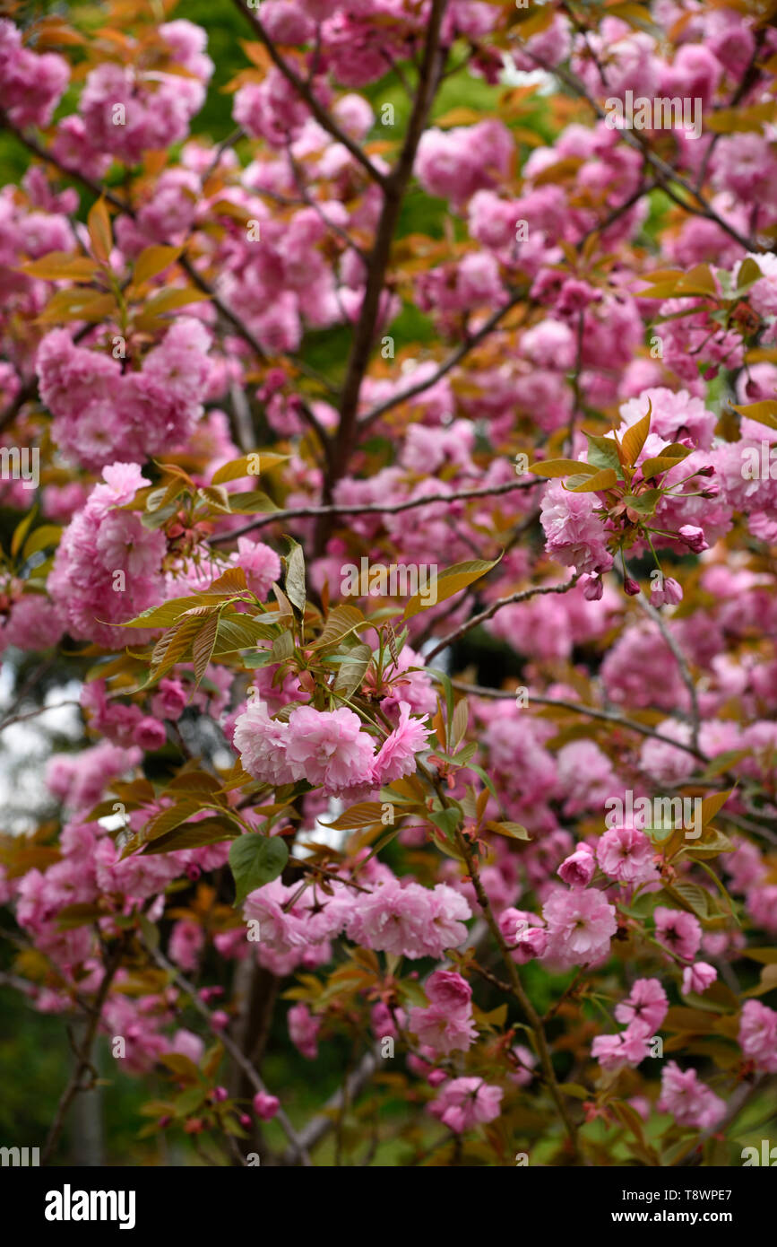 Cherry blossom garden Nijo Castle Kyoto Japan Stock Photo
