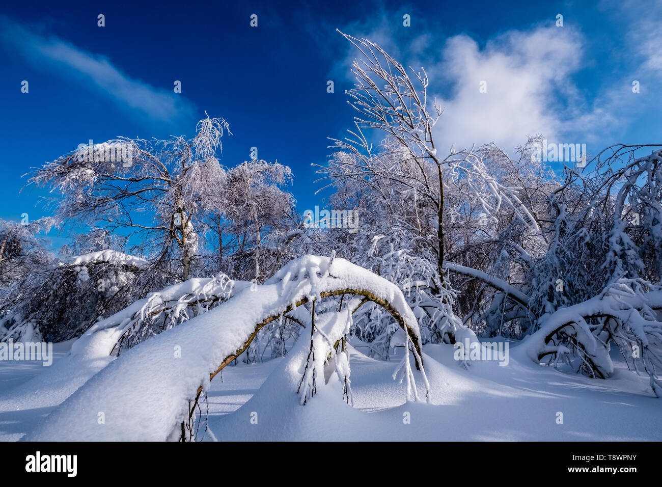 Winter landscape deep in snow with trees and blue sky Stock Photo - Alamy