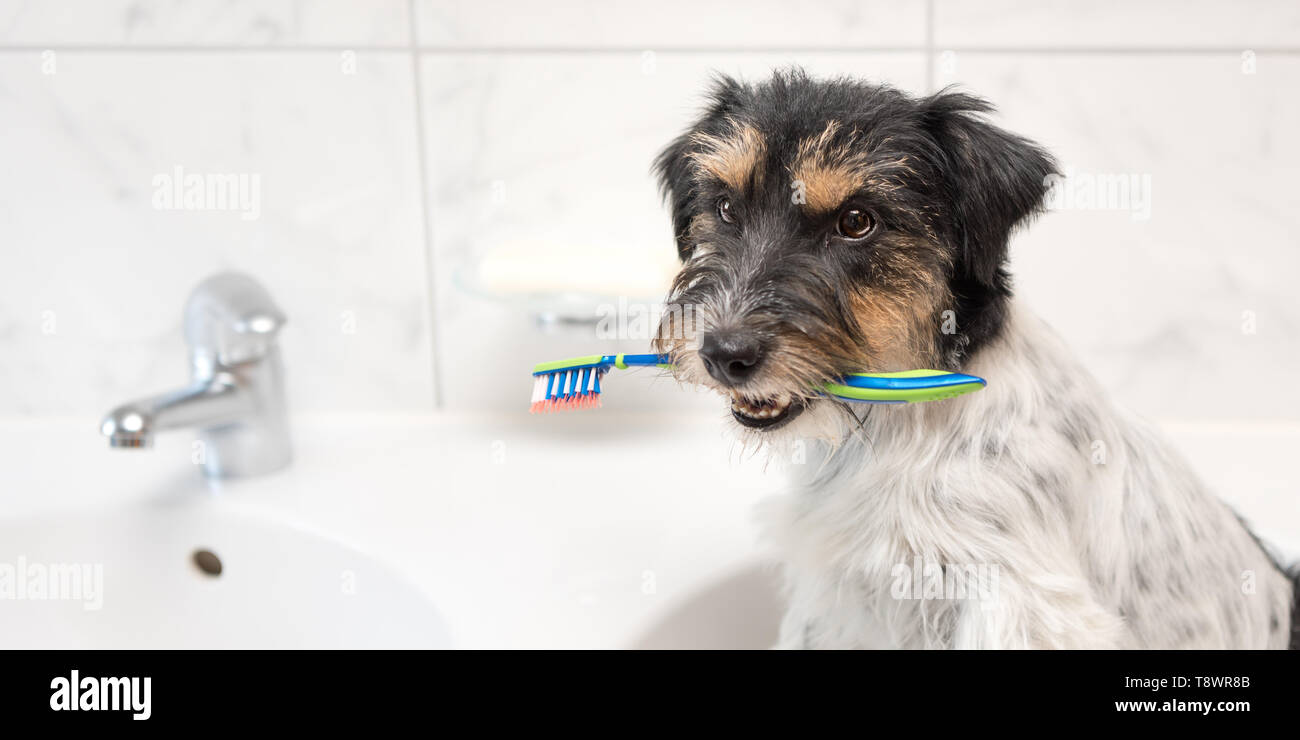 Why Does My Dog Drink Bath Water