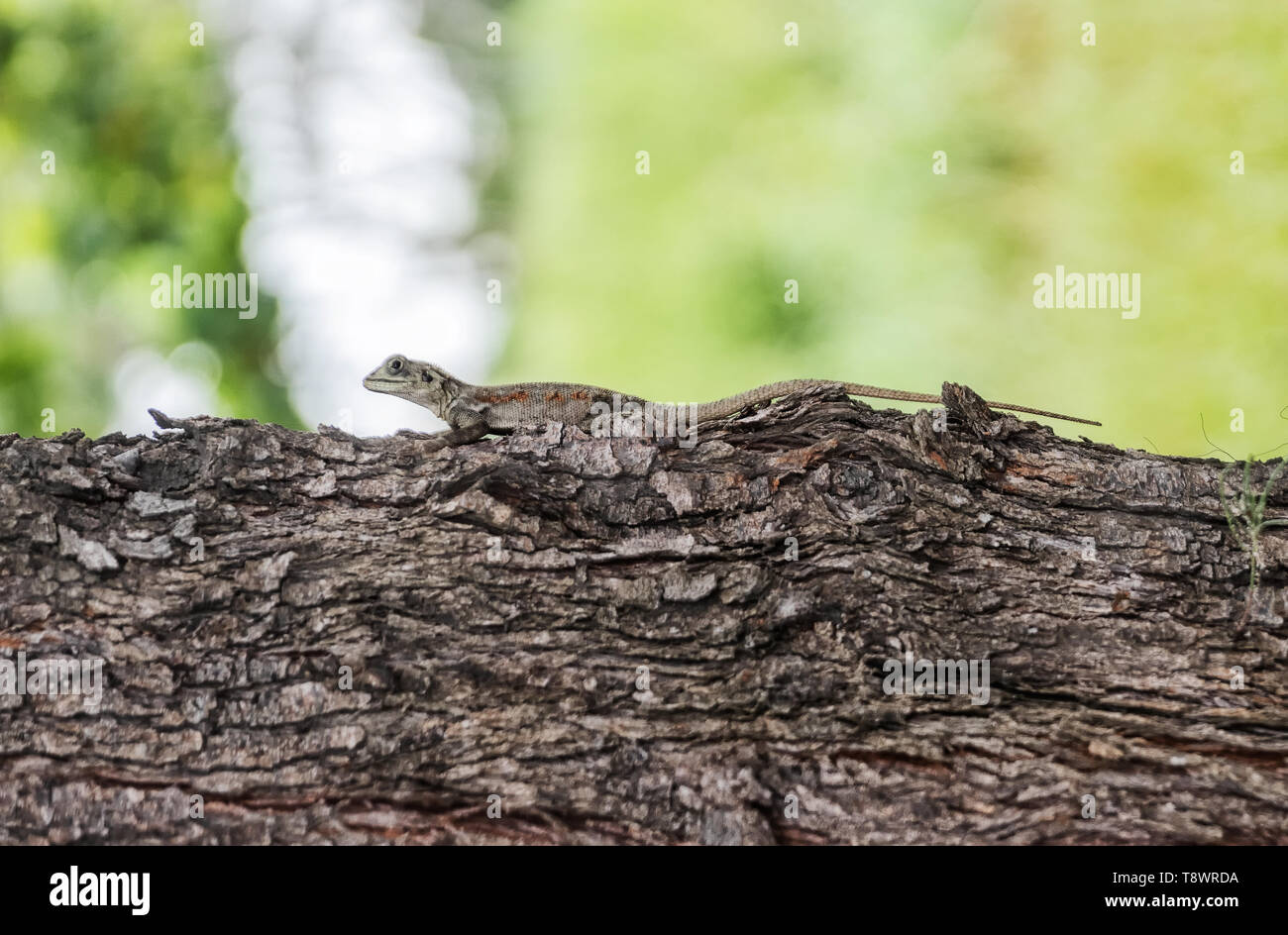 lizard on tree trunk, closeup. Stock Photo