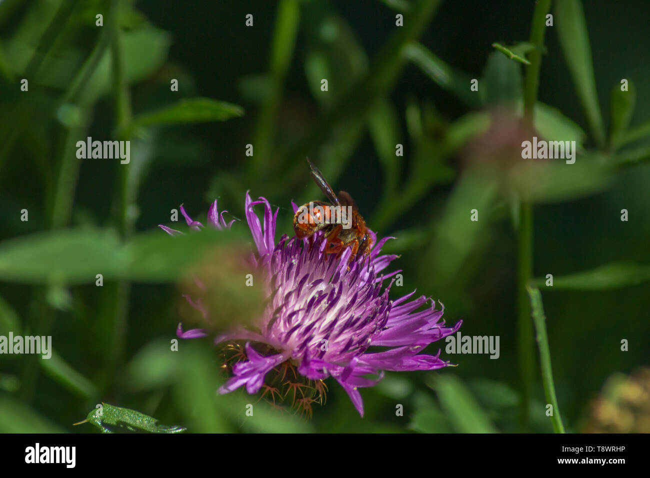 Rhodanthidium sticticum Bee feeding on a Knapweed plant Centaurea Stock Photo Alamy