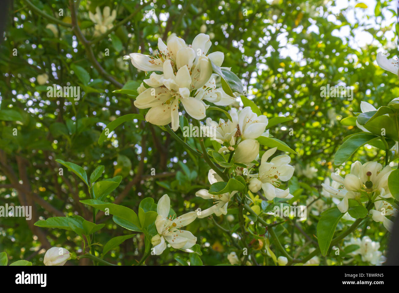 Citrus × clementine, Clementine Blossom, White Flowers Stock Photo Alamy
