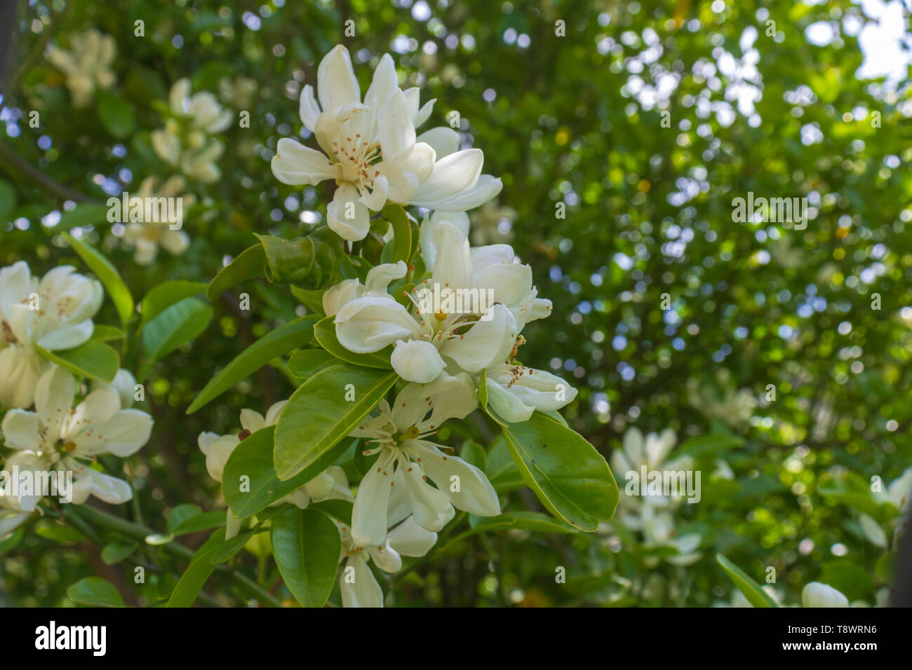 Citrus × clementine, Clementine Blossom, White Flowers Stock Photo Alamy