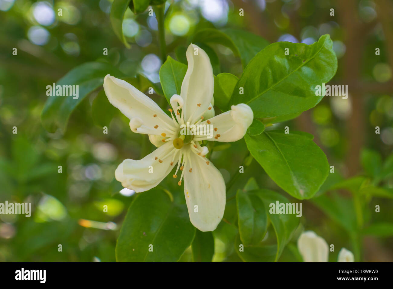 Citrus × clementine, Clementine Blossom, White Flowers Stock Photo Alamy