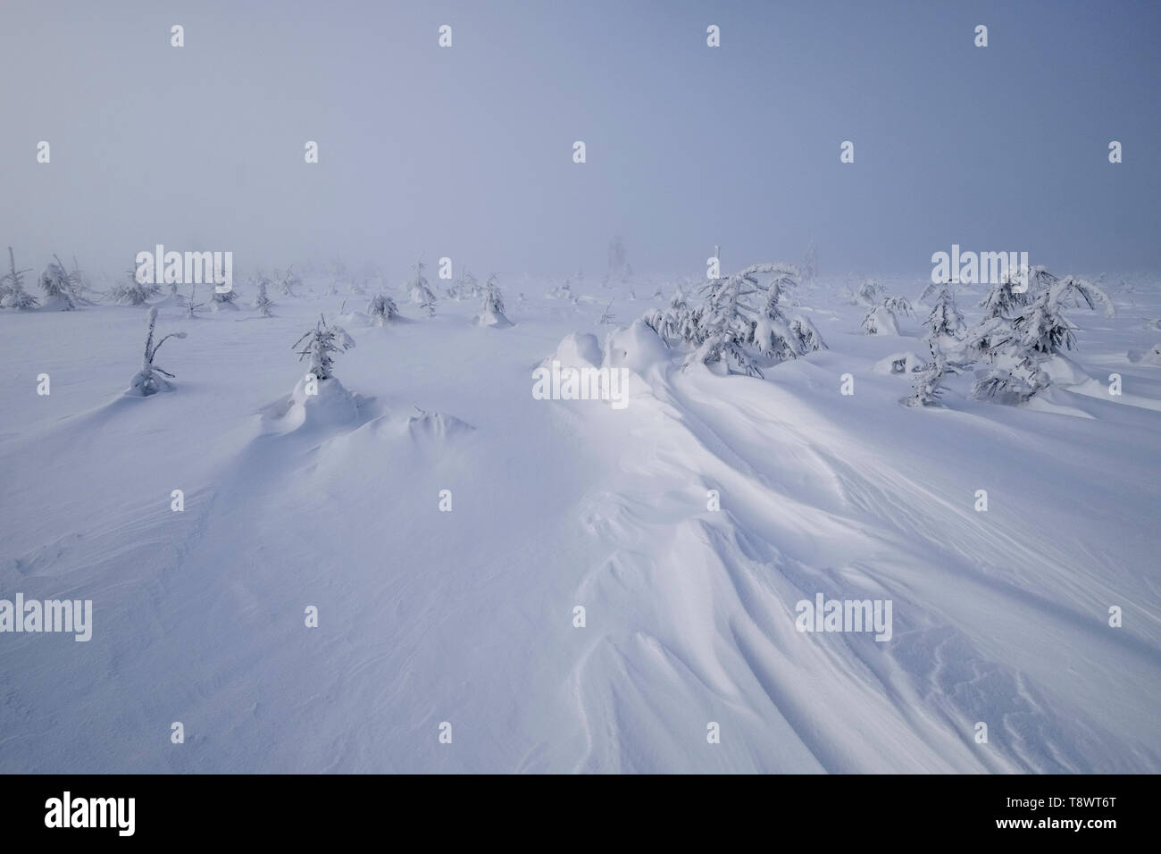 Foggy winter landscape deep in snow with trees and blue sky Stock Photo ...