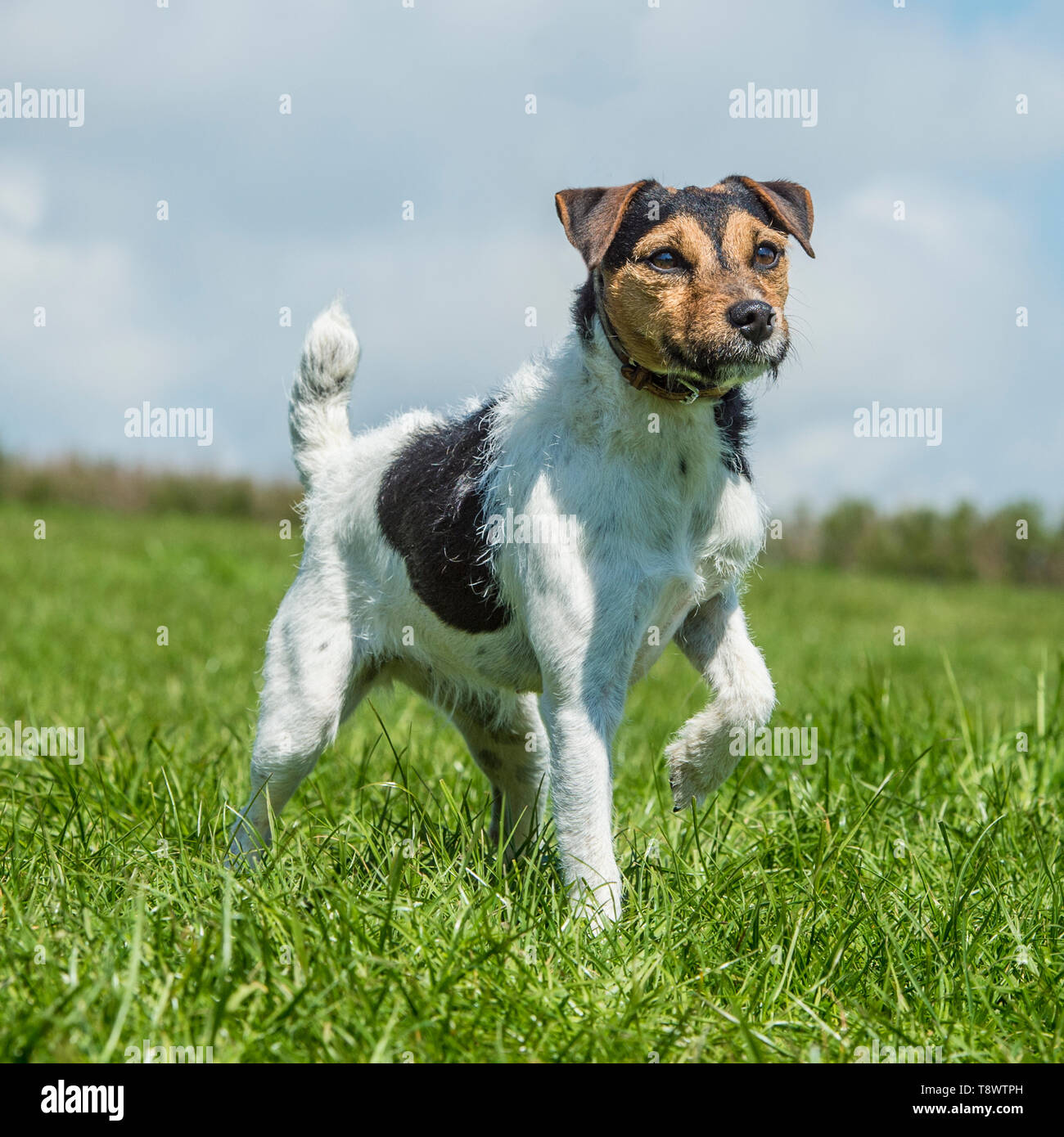 Jack russell full tail hires stock photography and images Alamy