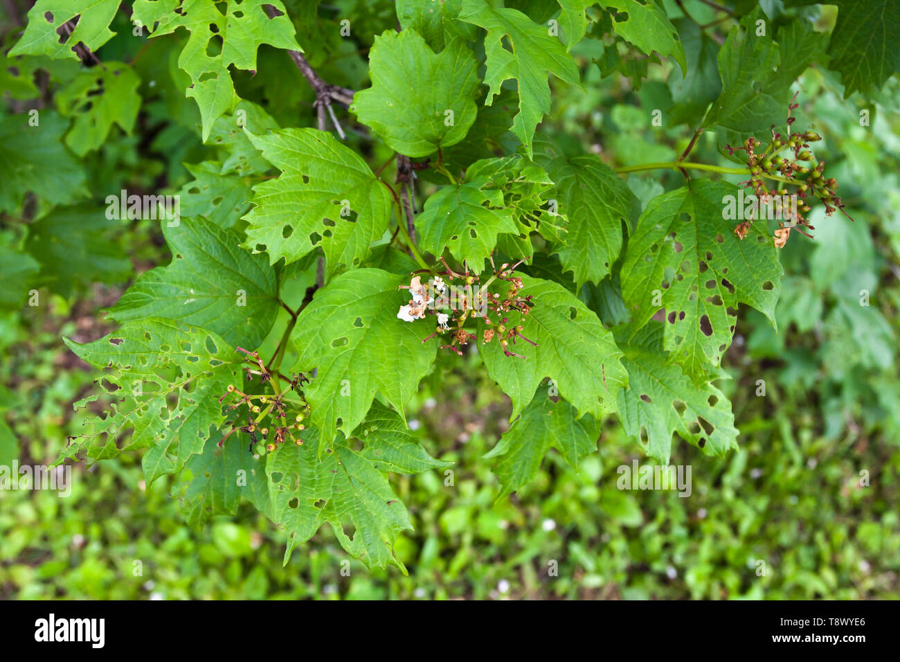 Pyrrhalta vibumi hires stock photography and images Alamy