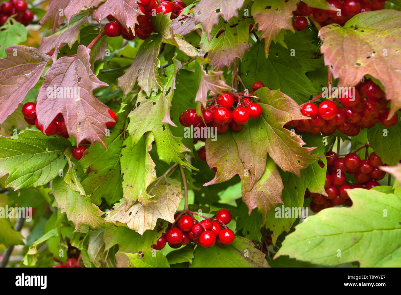 a bunch of ripe berries of viburnum grows on a bush among the leaves Stock Photo