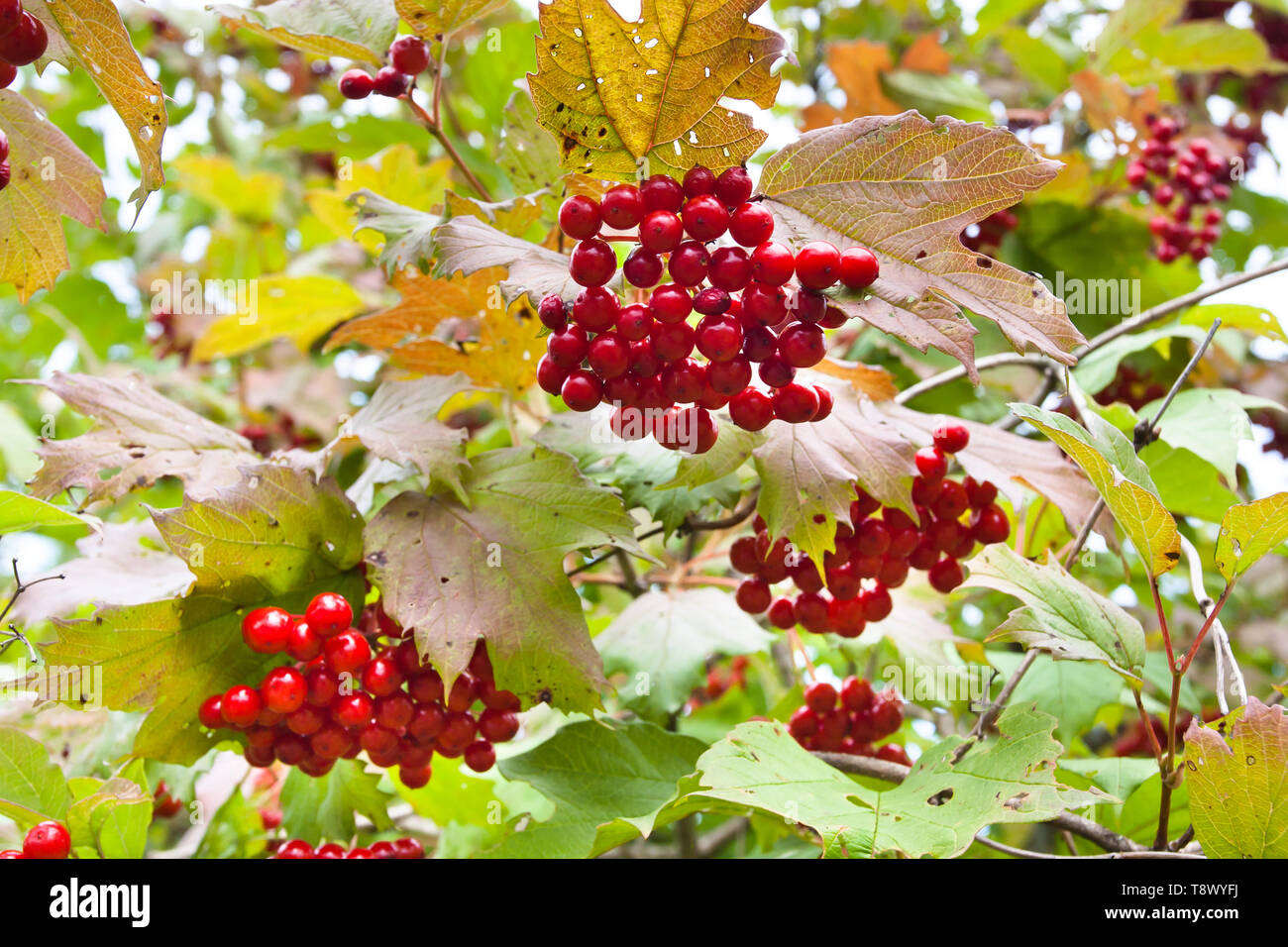 a bunch of ripe berries of viburnum grows on a bush Stock Photo