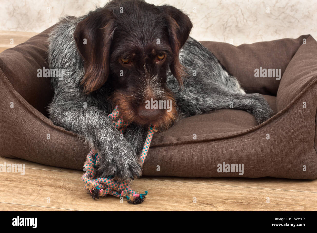 dog chews gnawed teething toys lying on the mat Stock Photo