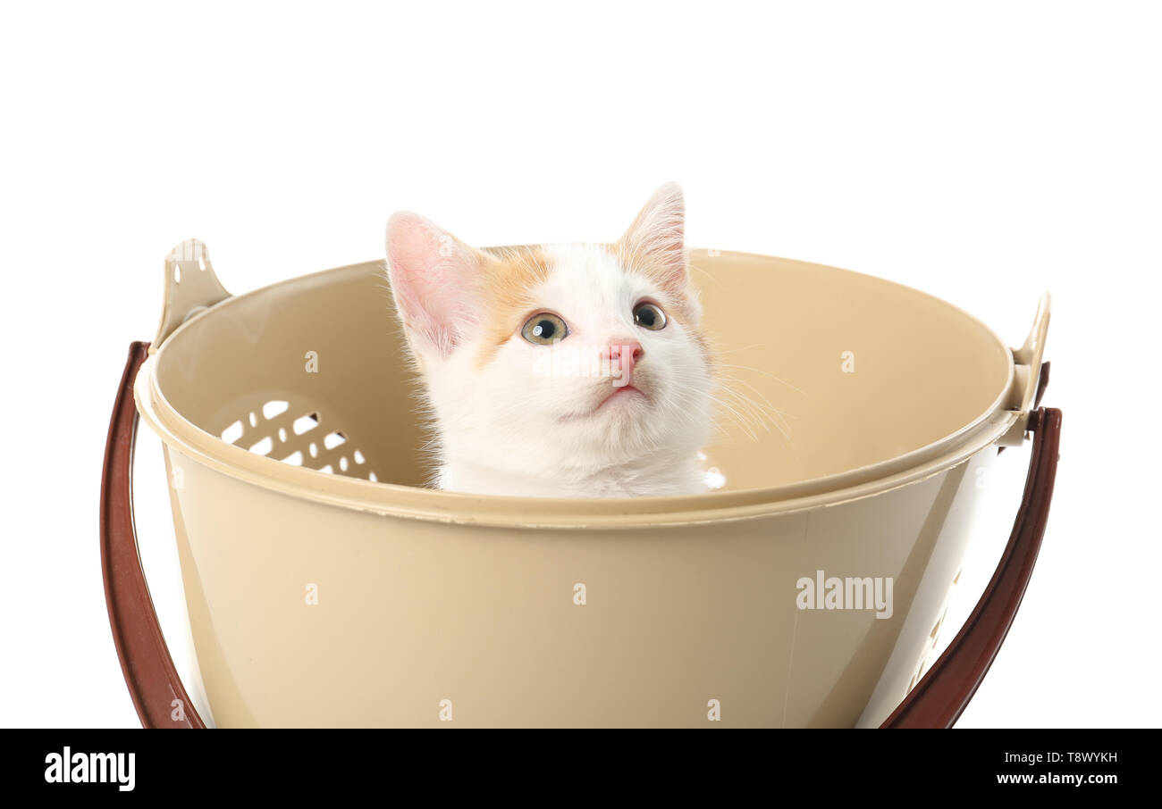 Cute little kitten in basket on white background Stock Photo - Alamy