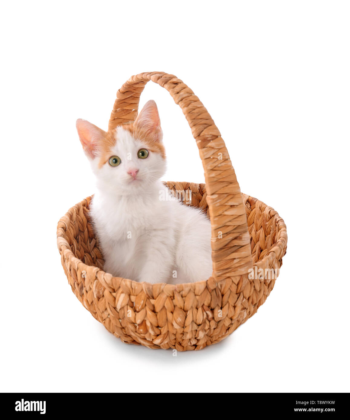 Cute little kitten in wicker basket on white background Stock Photo - Alamy