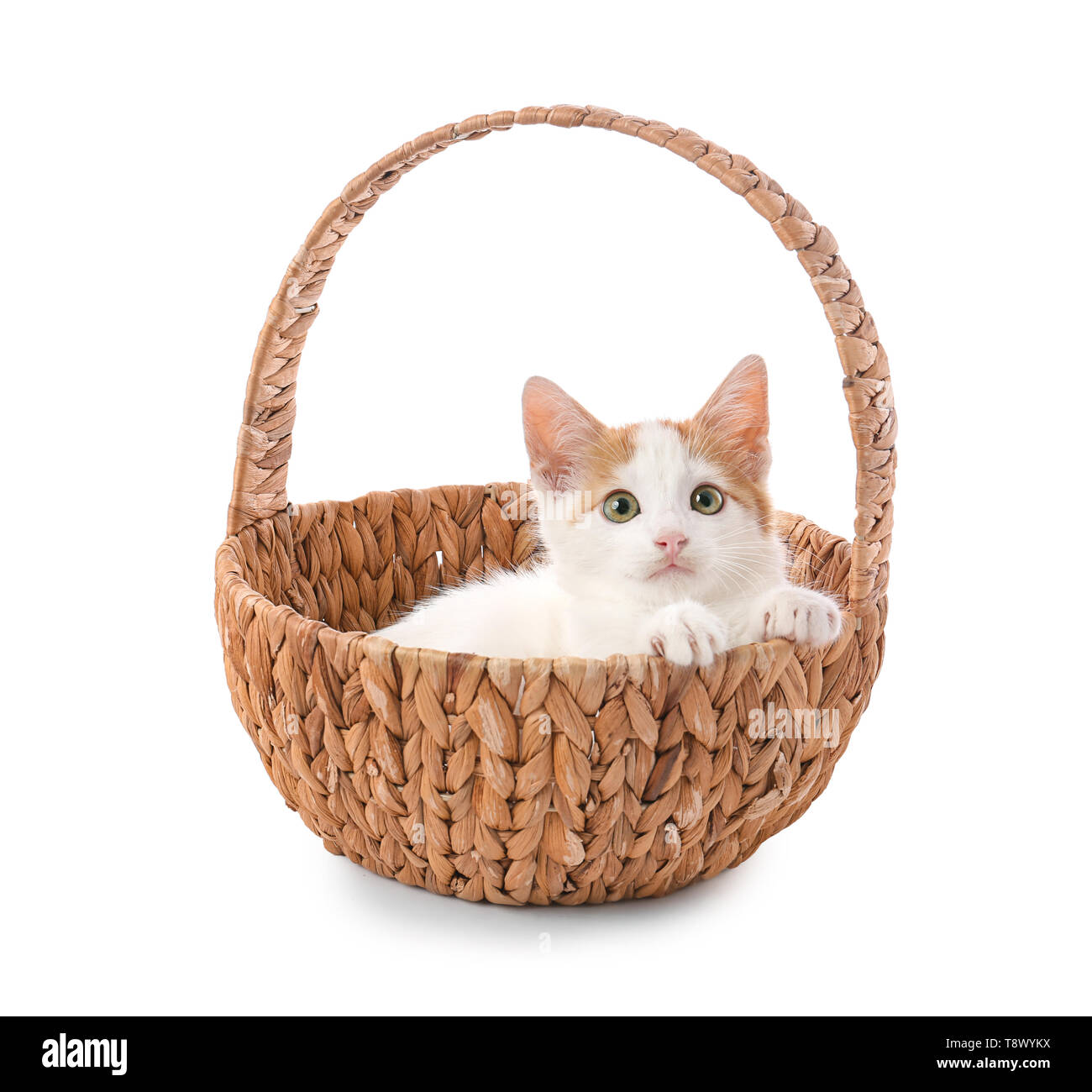 Cute little kitten in wicker basket on white background Stock Photo - Alamy