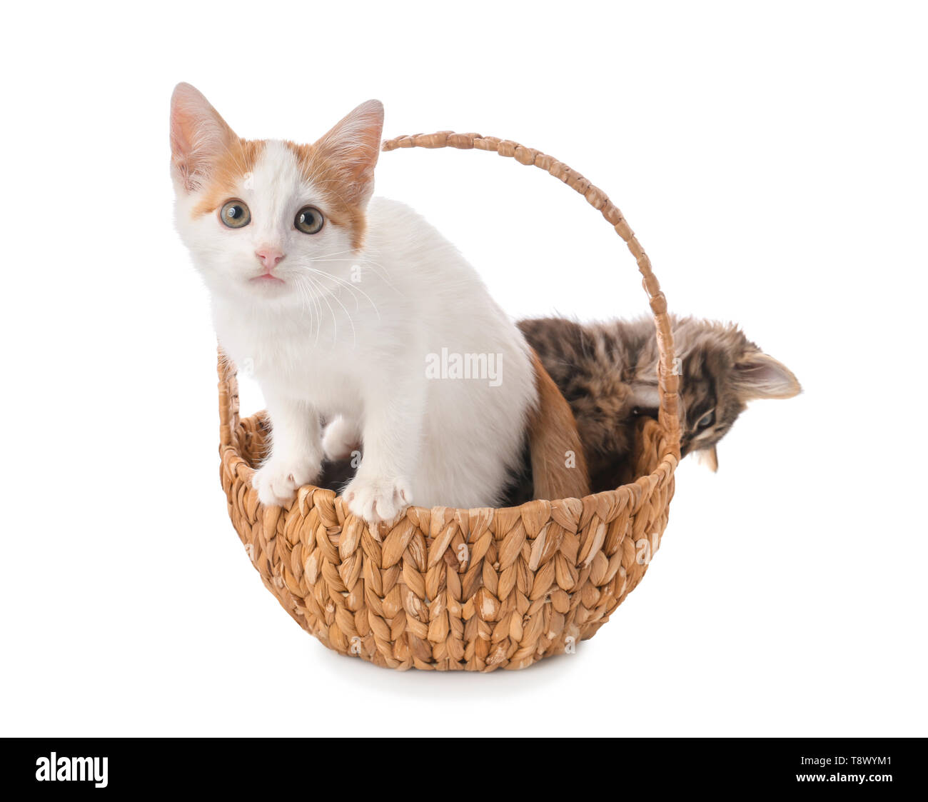 Cute little kitten in wicker basket on white background Stock Photo - Alamy