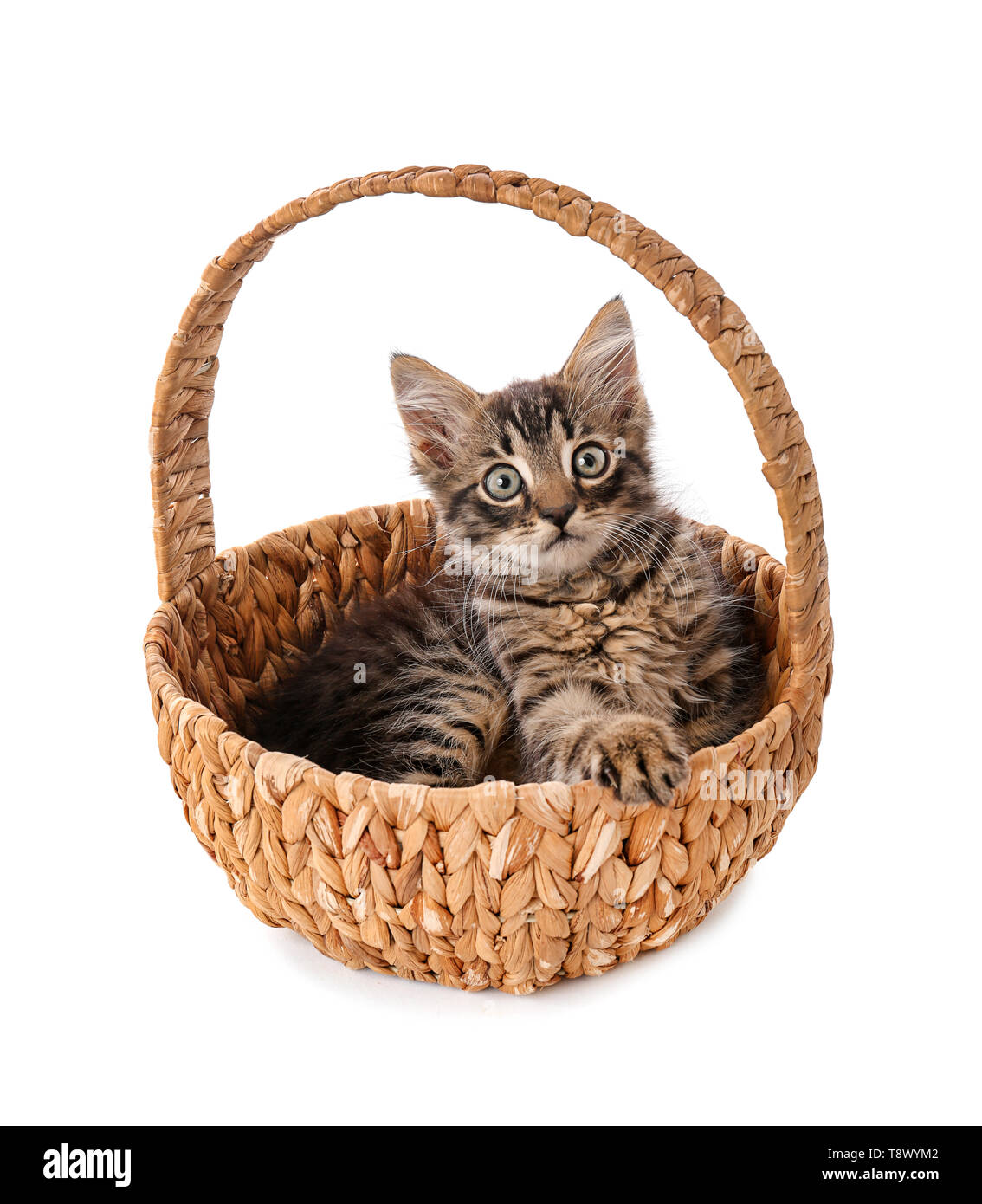 Cute little kitten in wicker basket on white background Stock Photo - Alamy