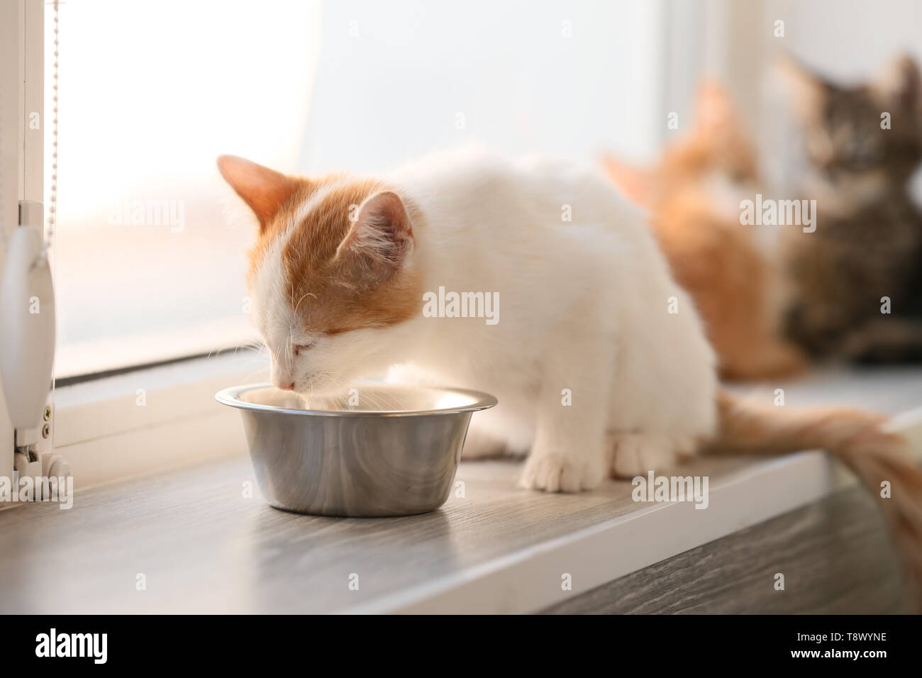 Cute little kitten eating food from bowl on window sill Stock Photo - Alamy
