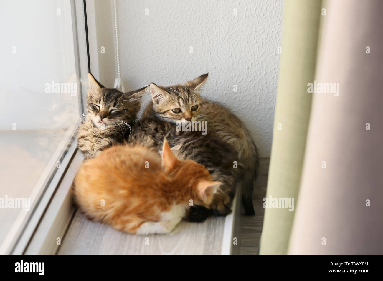 Cute little kittens sleeping near window Stock Photo Alamy