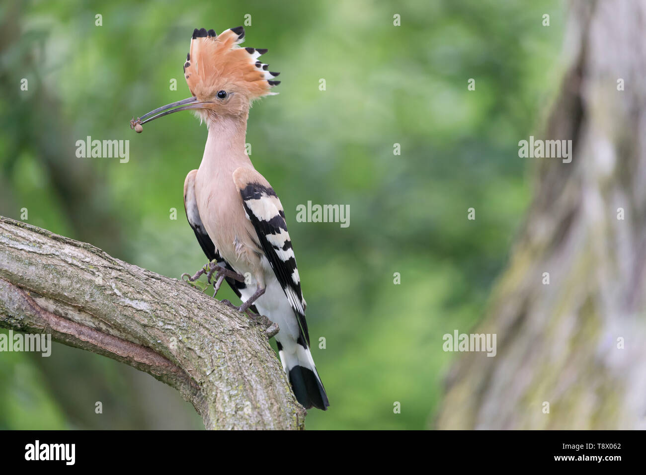 The beautiful Hoopoe bird (Upupa epops Stock Photo Alamy