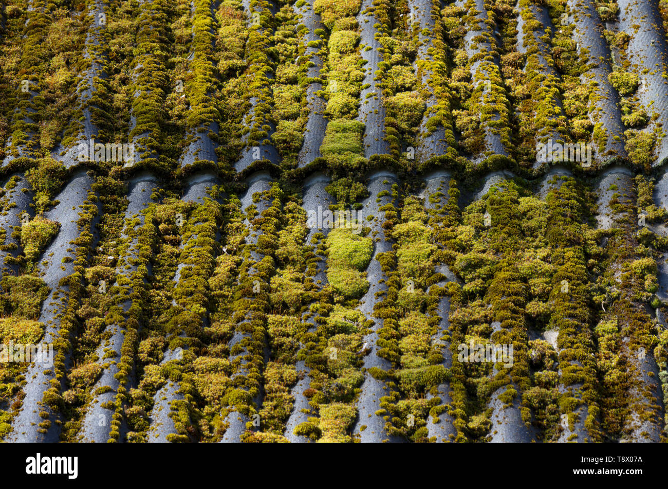 Green moss-covered slate roof of an old village house close-up Stock Photo