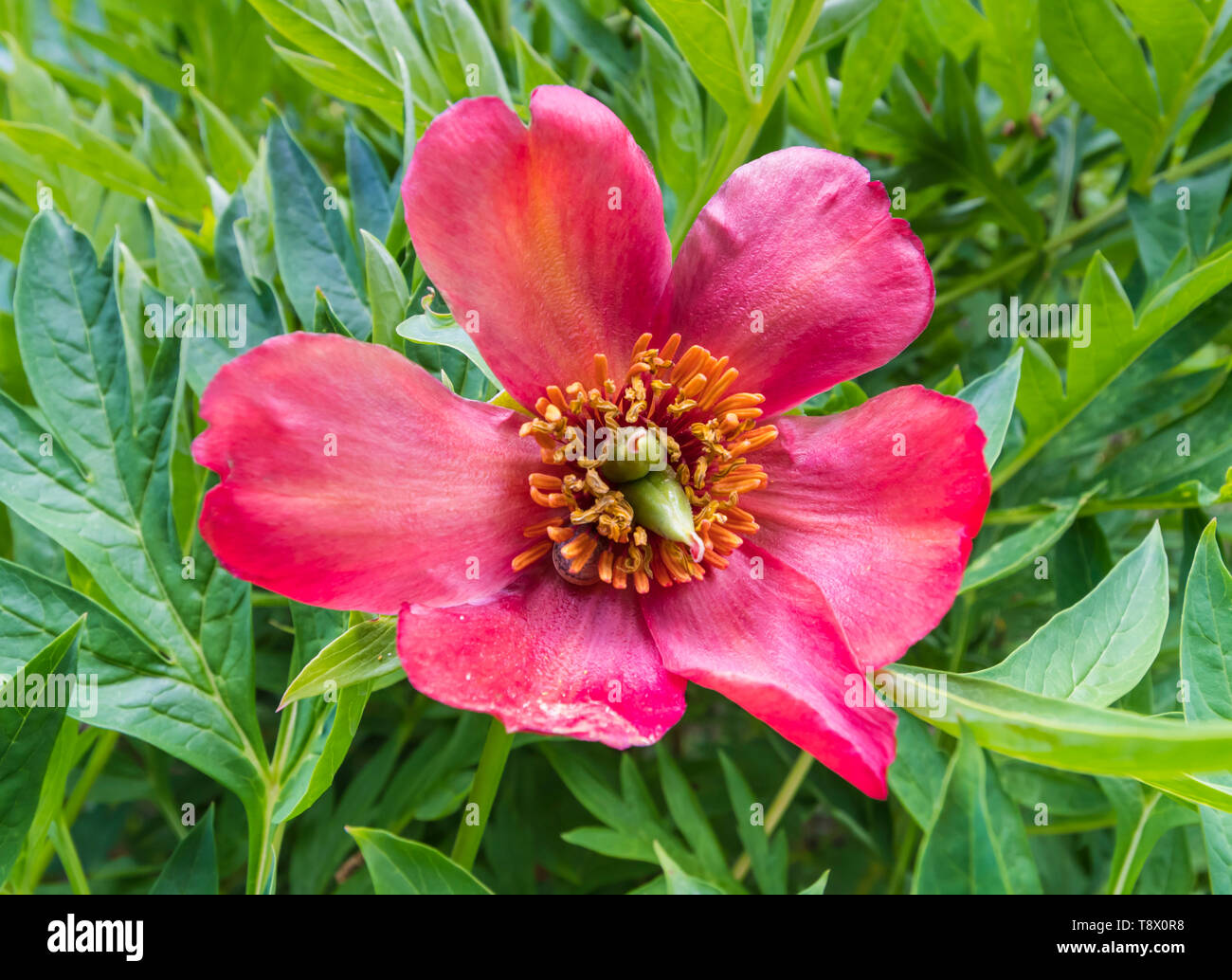 Red Tree Peony, a large flower from the genus Paeonia, growing in Spring (May) in West Sussex, England, UK. Stock Photo