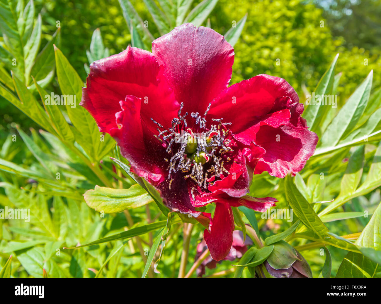 Red Tree Peony, a large flower from the genus Paeonia, growing in Spring (May) in West Sussex, England, UK. Stock Photo
