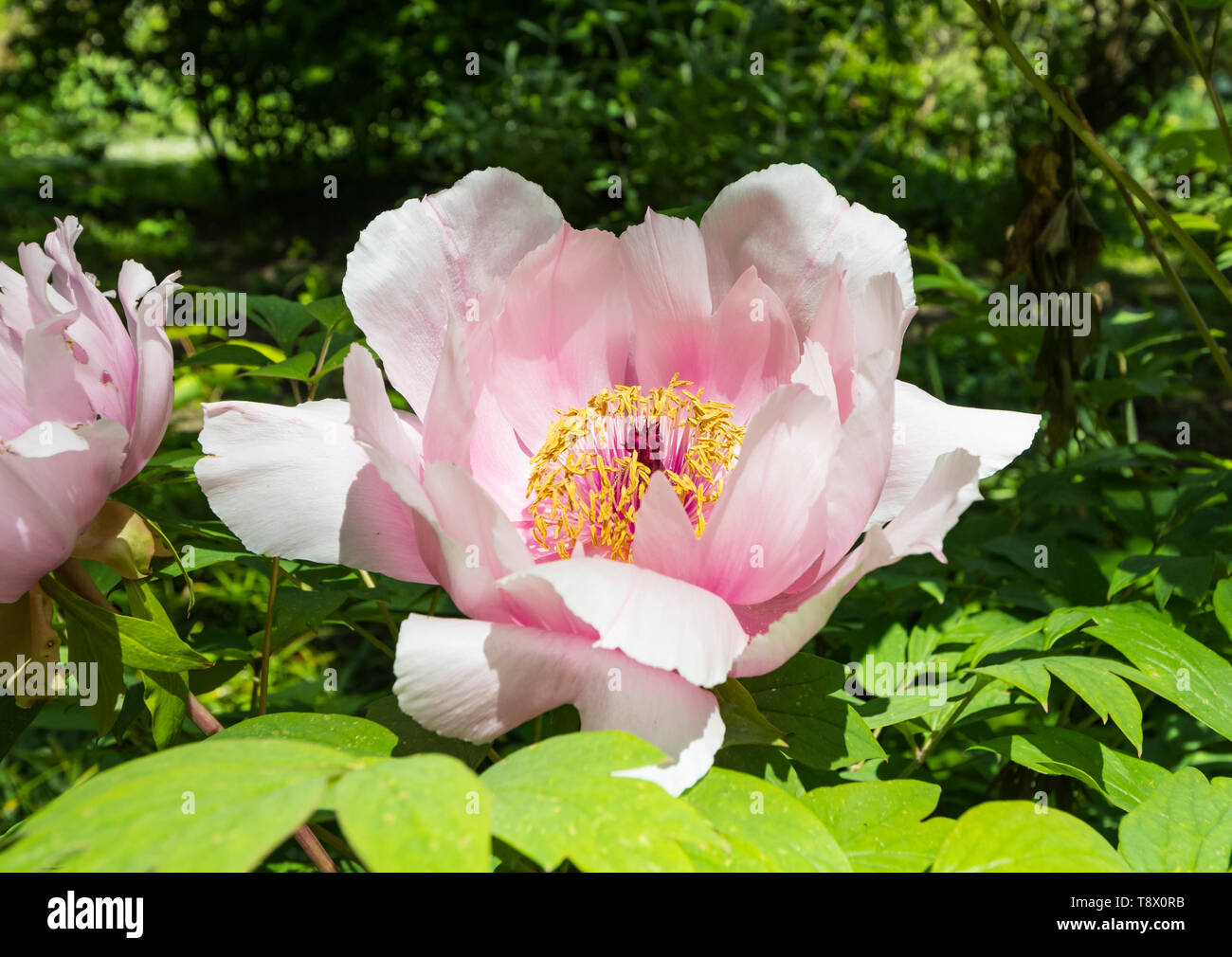 White and pink Tree Peony, a large flower from the genus Paeonia, growing in Spring (May) in West Sussex, England, UK. Stock Photo