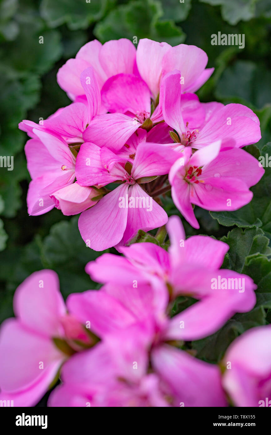 Pelargonium zonale 'Rosita' Pac series Stock Photo Alamy