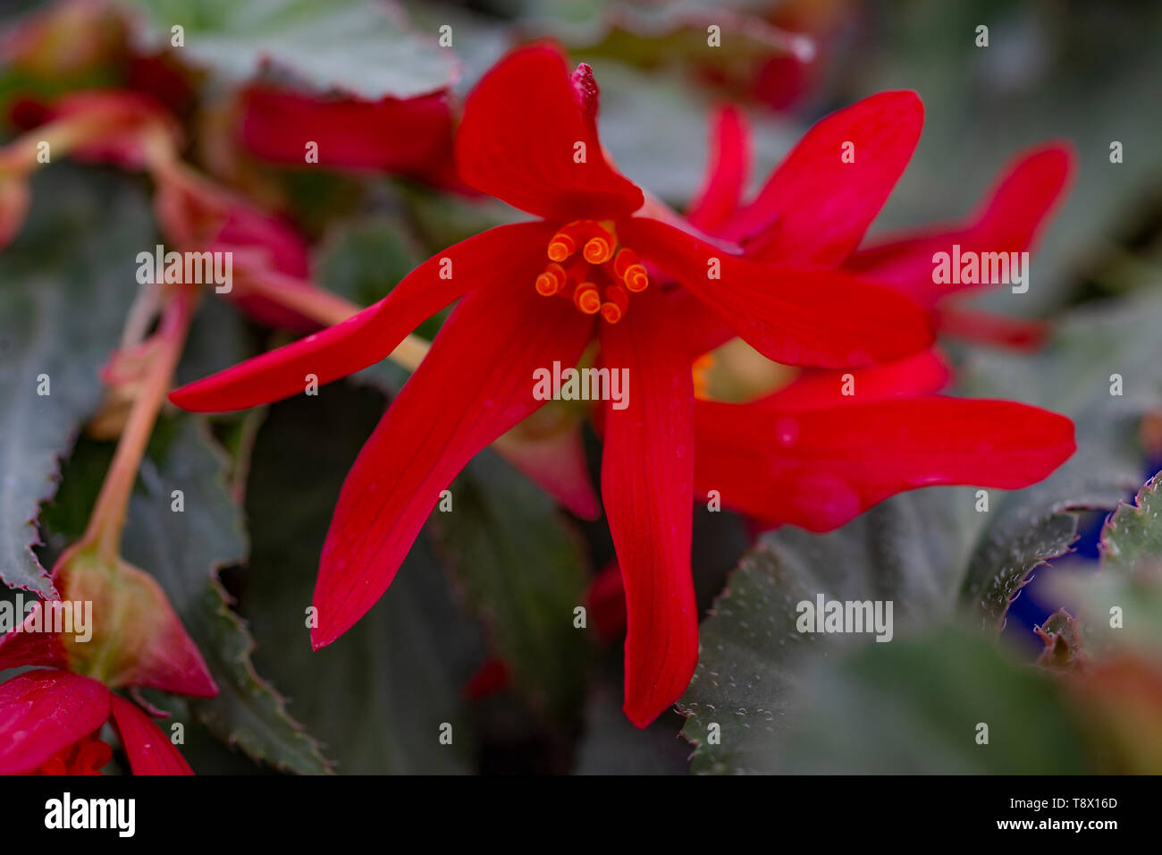 Begonia Boliviensis Beauvilia Red Stock Photo Alamy